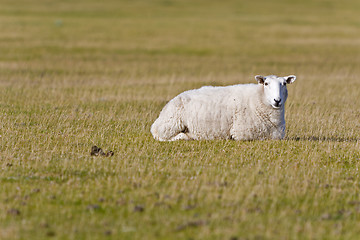 Image showing sheep on grass