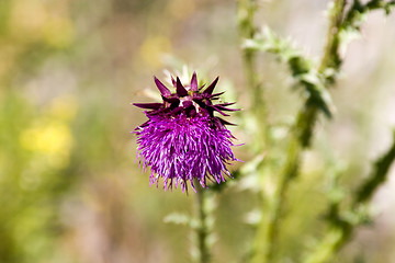 Image showing Close up on a Flower in the Wild