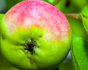 Image showing Apple on tree