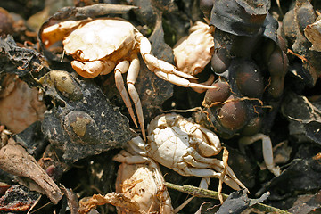 Image showing Dead Crabs on Beach