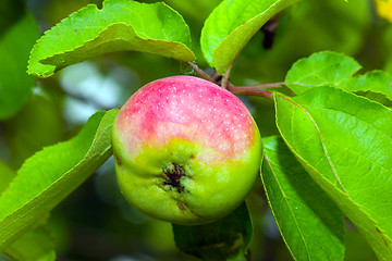 Image showing Apple on tree