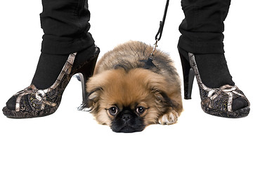 Image showing Tired pekinese puppy