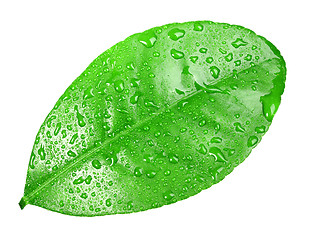 Image showing One green leaf with dew-drops