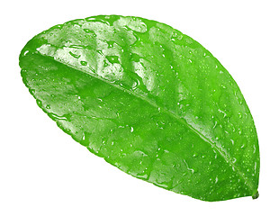 Image showing One green leaf with dew-drops