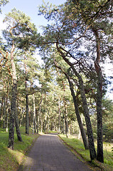 Image showing Forest tile path pine alley recreation nature 