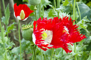 Image showing Blooming poppy flower bud closeup backdrop 