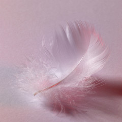 Image showing white down feather