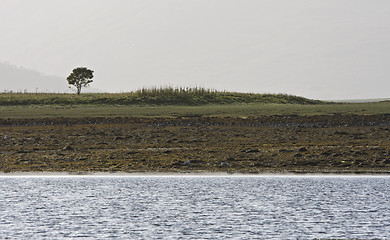 Image showing coastline with single tree