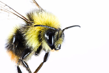 Image showing bumble bee close up