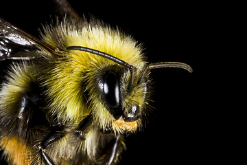 Image showing bumblebee in close up