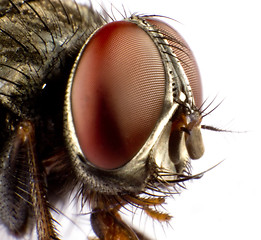 Image showing house fly