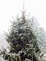 Image showing Pine tree