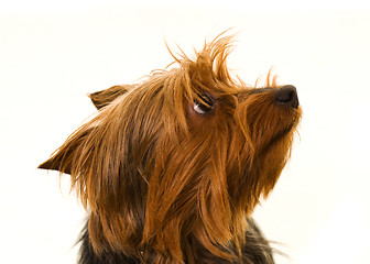 Image showing yorkshire terrier