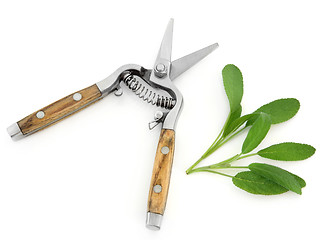 Image showing Sage Herb and Secateurs