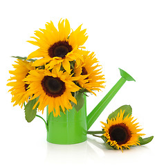 Image showing Sunflowers