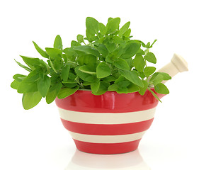 Image showing Oregano Herb