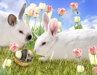 Image showing Rabbits And Chocolate Eggs