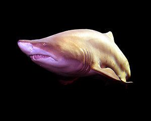 Image showing Shark