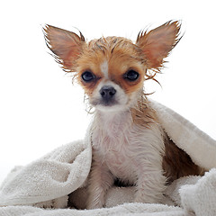 Image showing wet puppy chihuahua