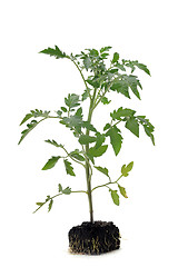 Image showing Tomato seedling