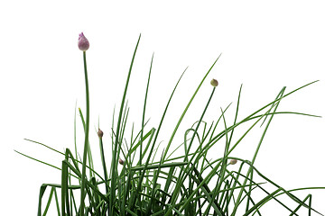 Image showing Chives isolated