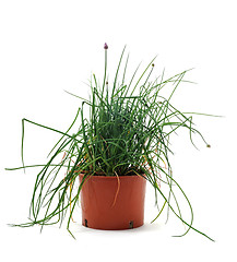 Image showing Chives in pot isolated