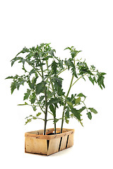 Image showing Tomato seedling