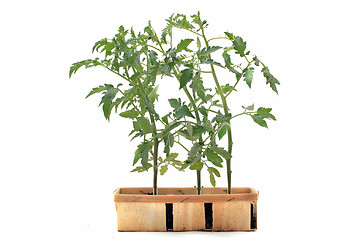 Image showing Tomato seedling