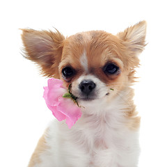 Image showing puppy chihuahua and flower