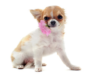 Image showing puppy chihuahua and flower