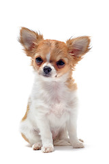 Image showing puppy chihuahua