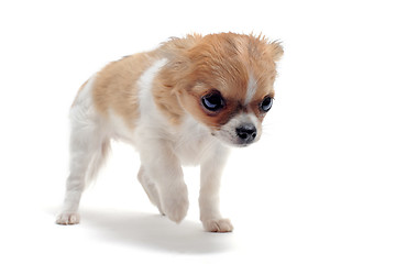 Image showing puppy chihuahua