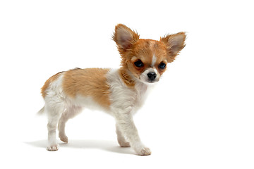 Image showing puppy chihuahua