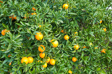 Image showing Oranges