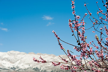 Image showing Almont tree branches