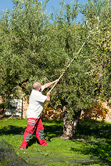 Image showing Olive harvest