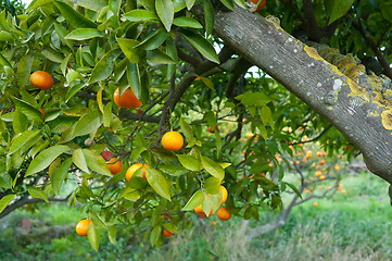 Image showing Ripe oranges