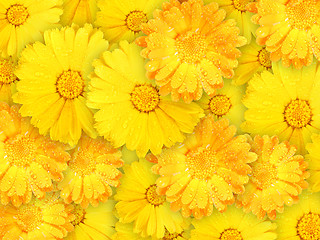 Image showing Background of orange and yellow wet flowers