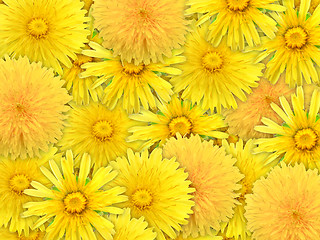 Image showing Abstract background of yelow flowers