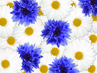 Image showing Background of blue and white flowers