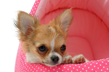 Image showing puppy chihuahua