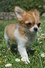 Image showing puppy chihuahua