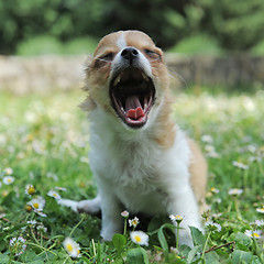 Image showing yawning puppy chihuahua