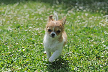 Image showing running puppy chihuahua