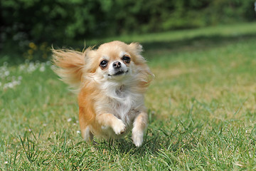 Image showing running chihuahua