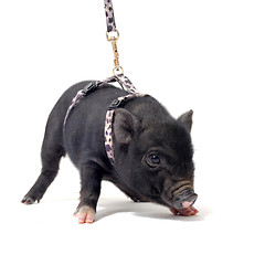 Image showing little piggy