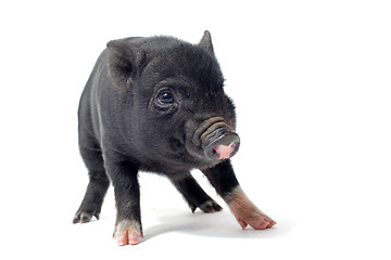 Image showing liitle piggy