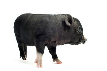 Image showing liitle piggy