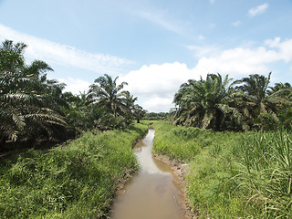 Image showing Palm oil trees landscape