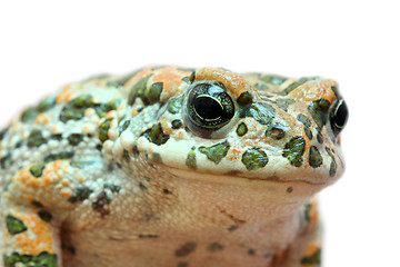 Image showing toad macro portrait